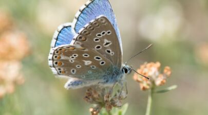 Fêtons la nature à la Gare des Ramières, maison de la Réserve