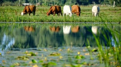  Agriculteurs : un nouveau dispositif technique et financier pour vos projets de mares agricoles à étanchéité naturelle